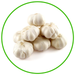 garlic