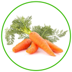 carrot